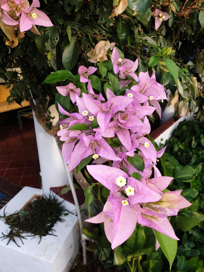 בייהיבה Playa Blanca Bed And Breakfast מראה חיצוני תמונה
